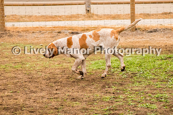 Hounds_0113