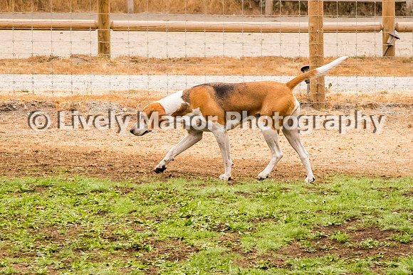 Hounds_0114