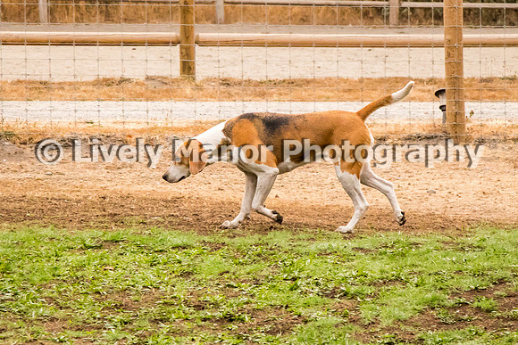 Hounds_0115