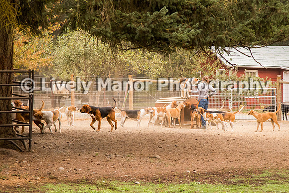Hounds_0117