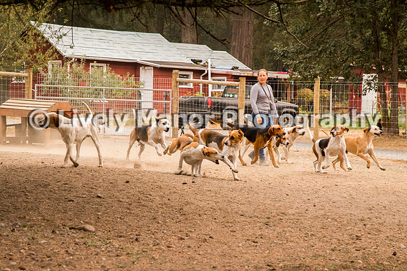 Hounds_0122
