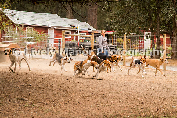 Hounds_0123