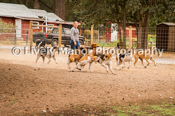 Hounds_0124