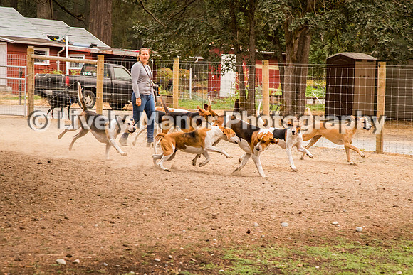 Hounds_0125