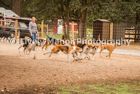 Hounds_0126