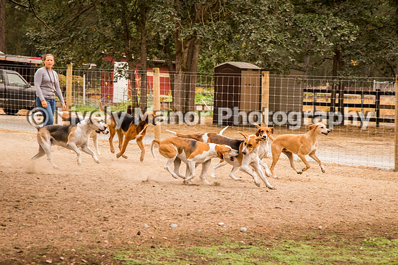 Hounds_0127