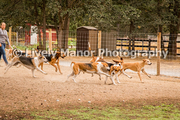 Hounds_0128