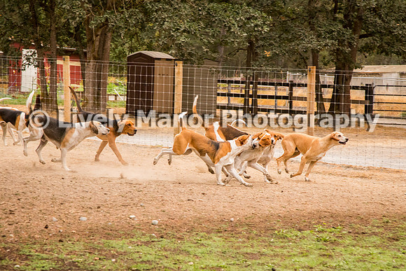 Hounds_0129