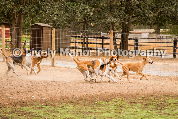 Hounds_0130