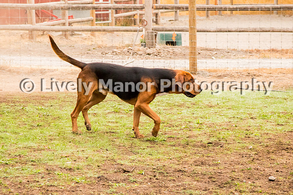 Hounds_0137