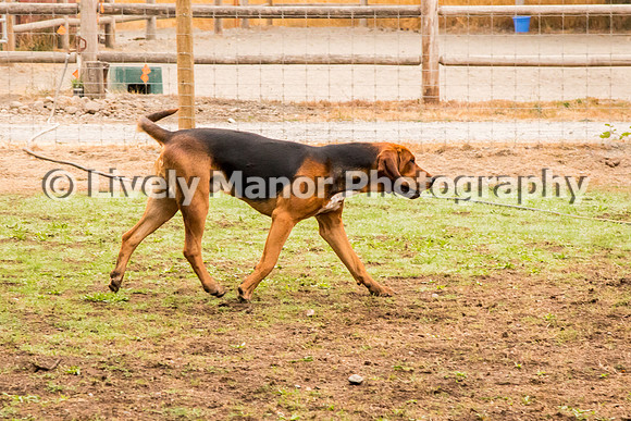 Hounds_0138