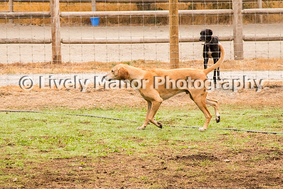 Hounds_0139