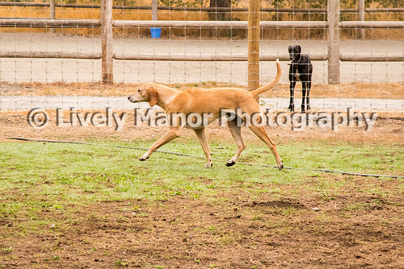 Hounds_0140