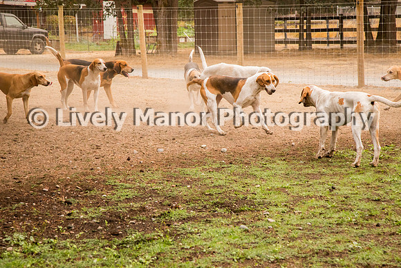 Hounds_0142