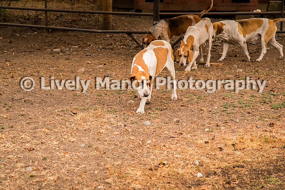 Hounds_0143