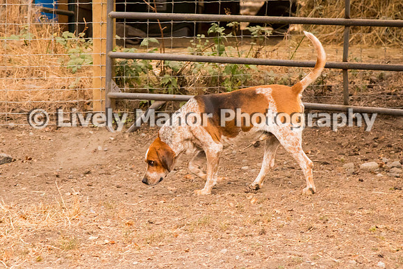 Hounds_0144