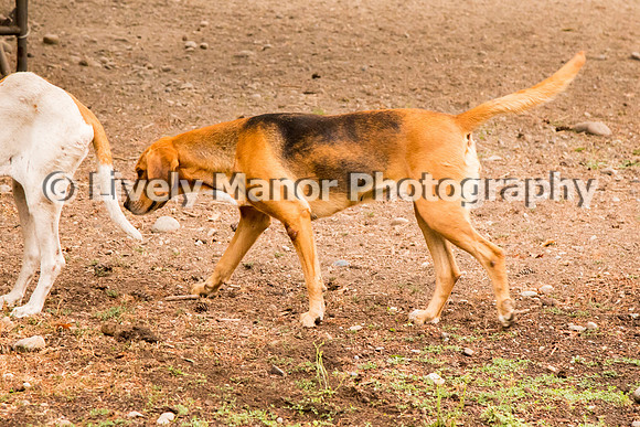 Hounds_0148