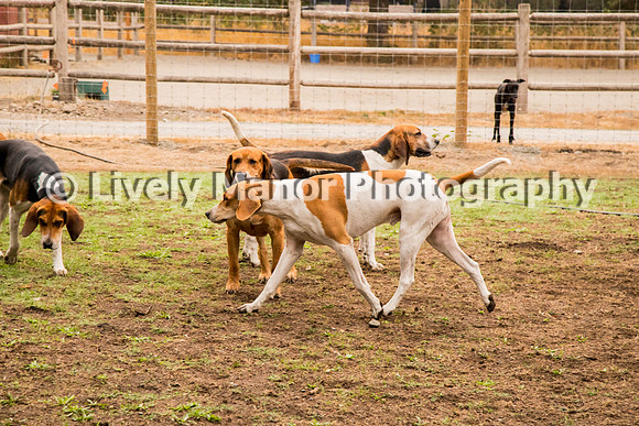 Hounds_0151