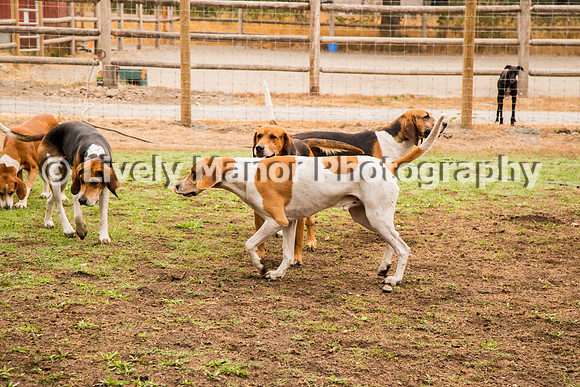 Hounds_0152