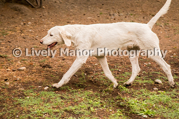 Hounds_0153