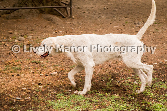 Hounds_0154