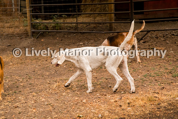 Hounds_0155