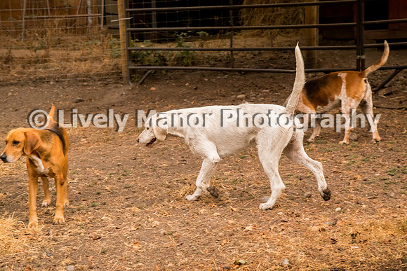 Hounds_0156