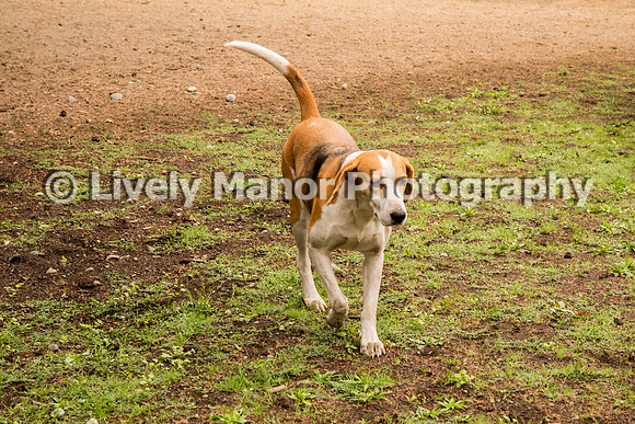 Hounds_0158