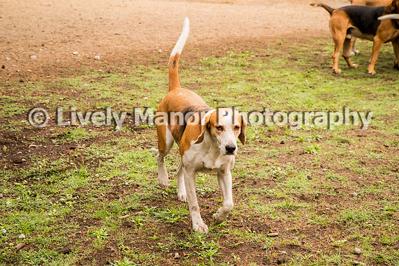 Hounds_0159
