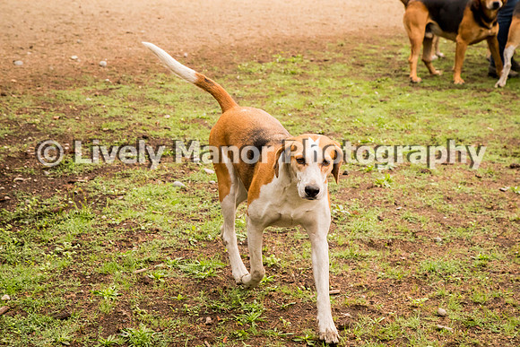 Hounds_0160