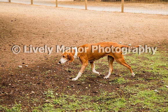 Hounds_0161