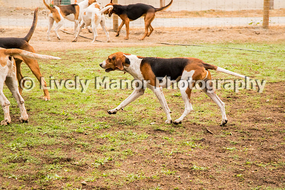 Hounds_0180