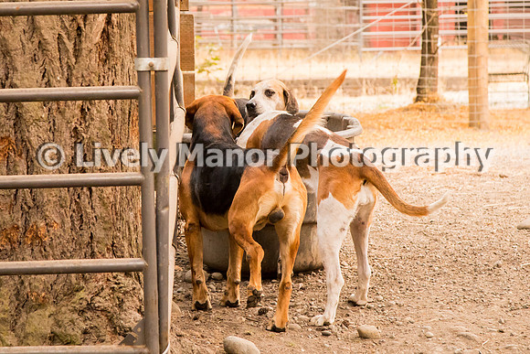Hounds_0181