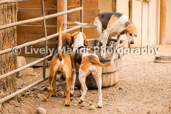 Hounds_0183