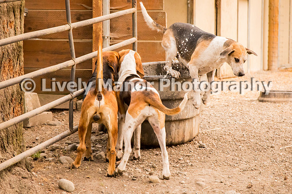 Hounds_0184