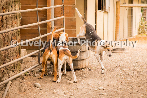 Hounds_0185