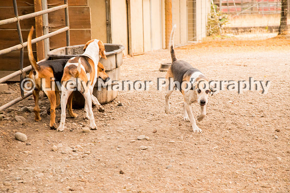 Hounds_0188