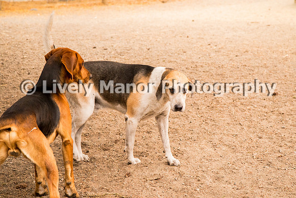 Hounds_0189