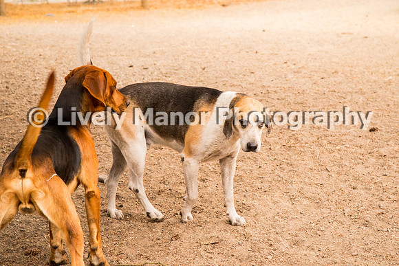 Hounds_0190