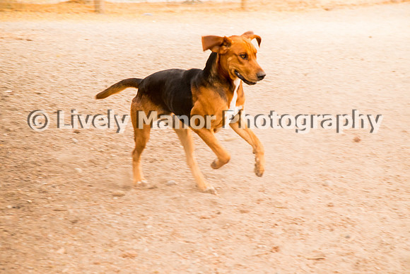 Hounds_0193