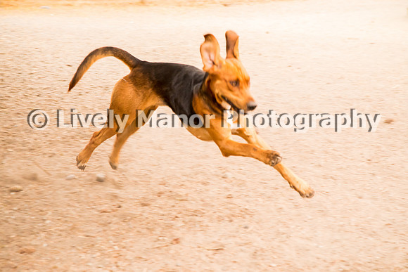 Hounds_0194