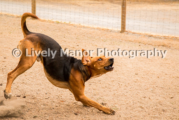 Hounds_0198