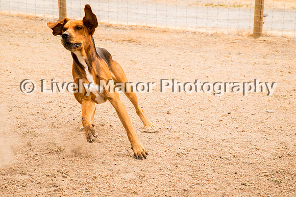 Hounds_0201