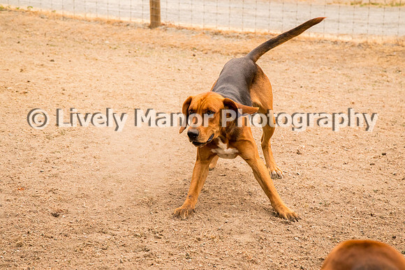 Hounds_0202