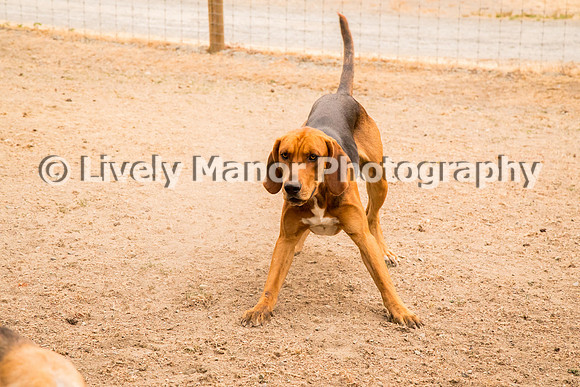 Hounds_0204