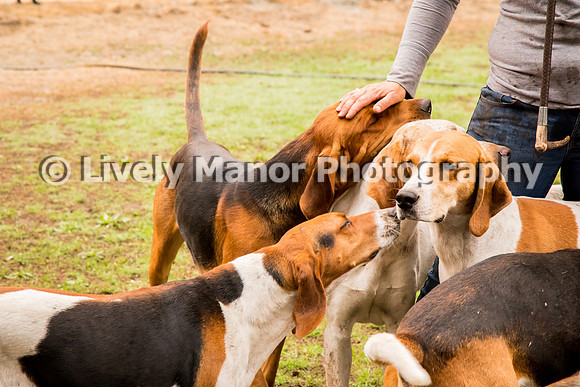 Hounds_0206
