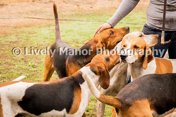 Hounds_0207