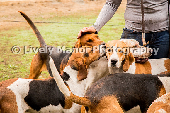 Hounds_0208