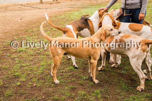 Hounds_0215