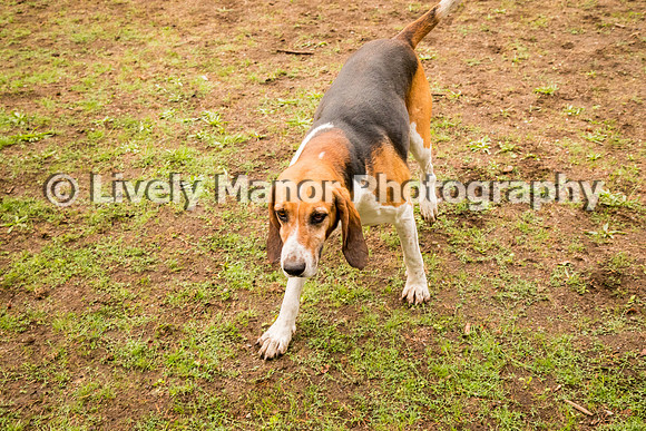 Hounds_0220